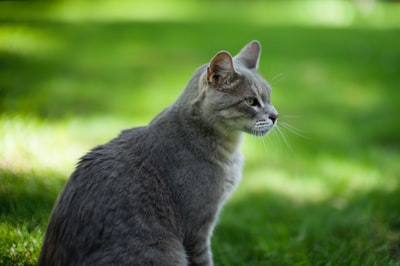 银斑猫站在草地上的选择性聚焦摄影